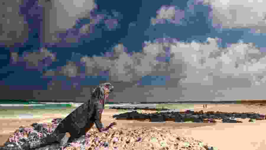 The Galapagos Iguanas