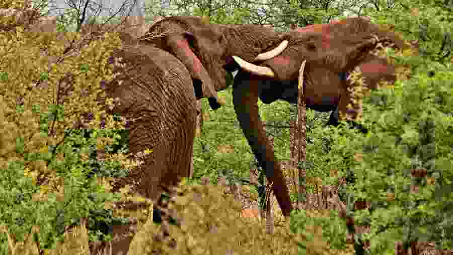 Spot harmonious elephant herds at Serengeti
