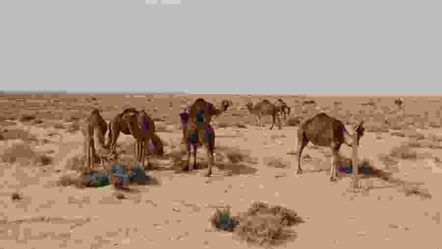 Ong Jmal Desert