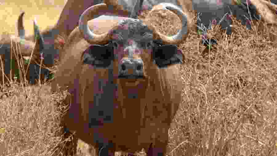 Buffalo spotted at Tsavo Park