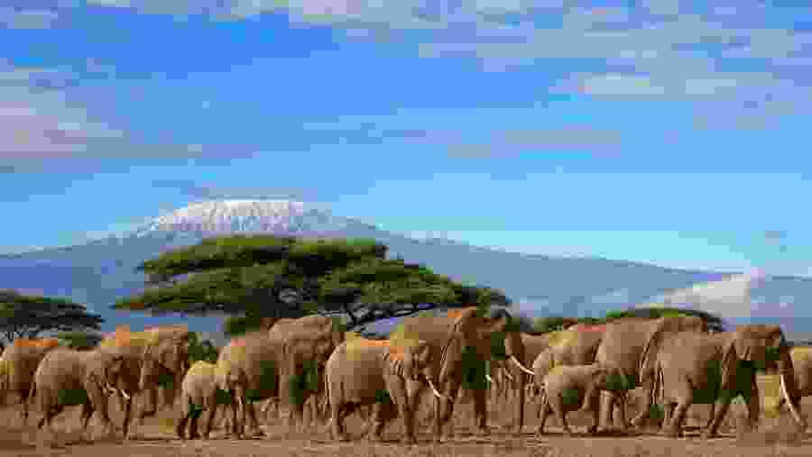 Amboseli National Park Wildlife