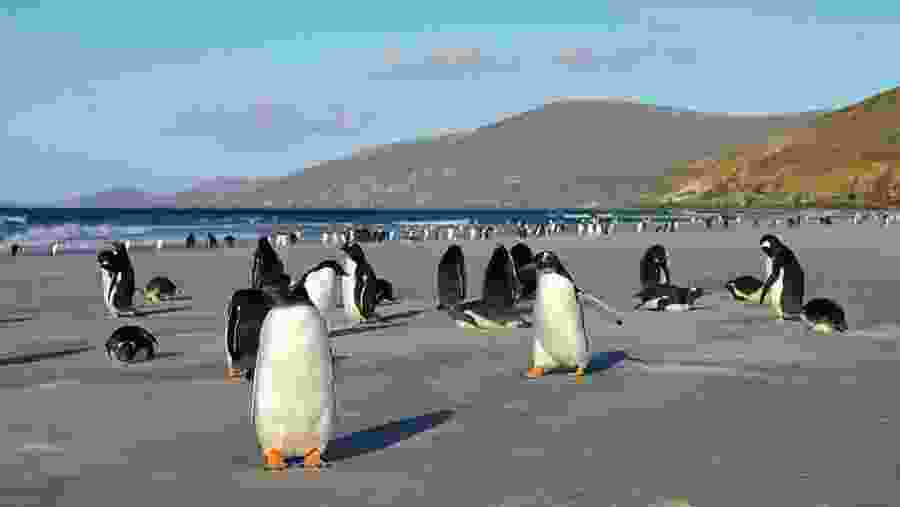 Penguin Island