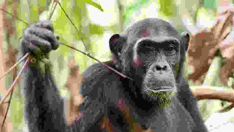 Gorilla