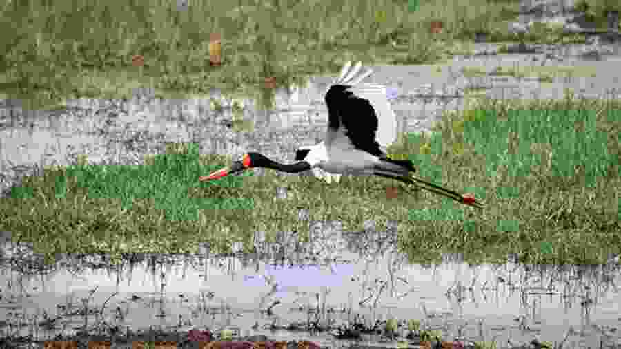 A Black Stork at Lake Manyara