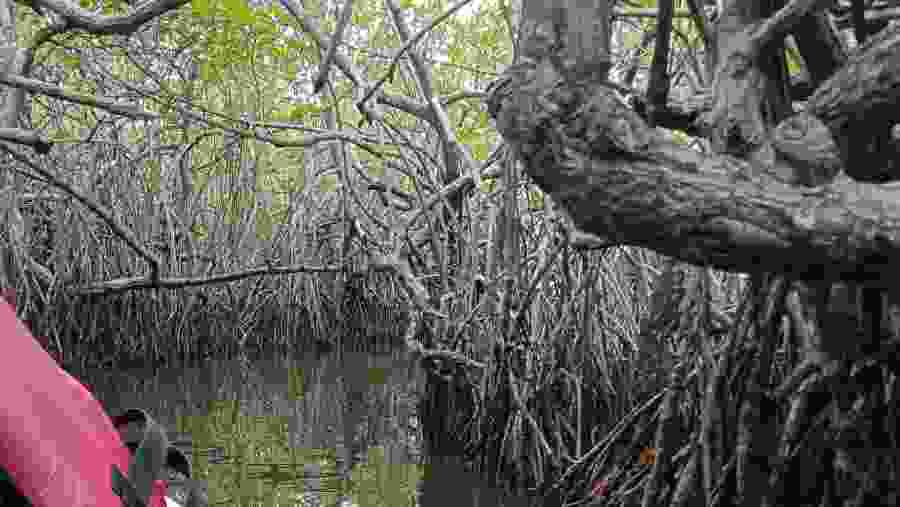 Visit Turtle Hatchery