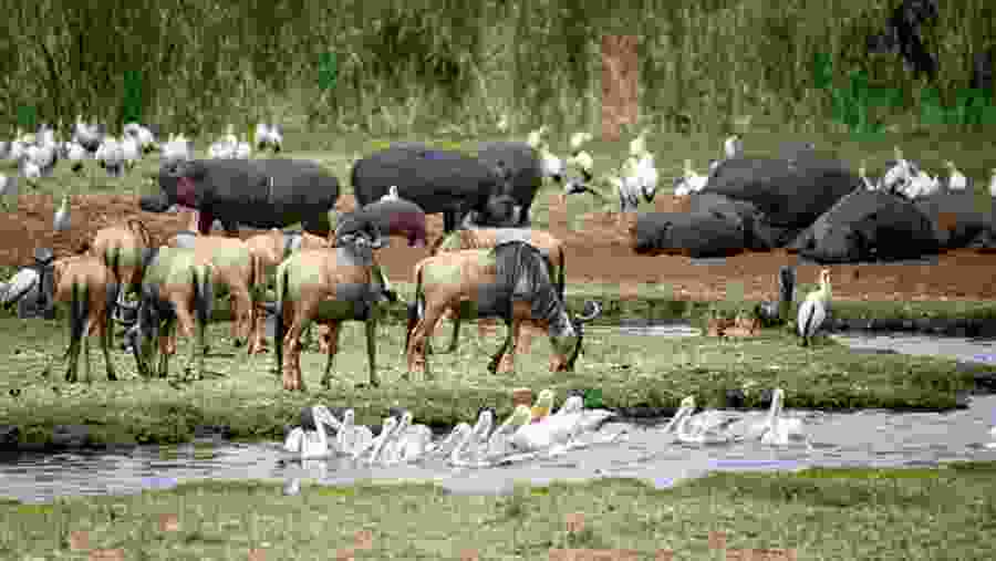 Lake Manyara National Park