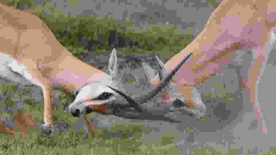 Spot the diverse wildlife at Ngorongoro Crater