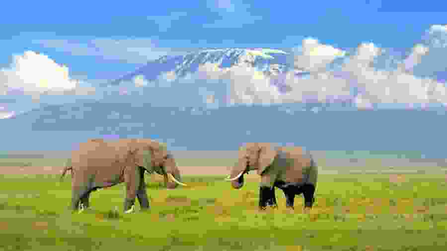 Amboseli National Park