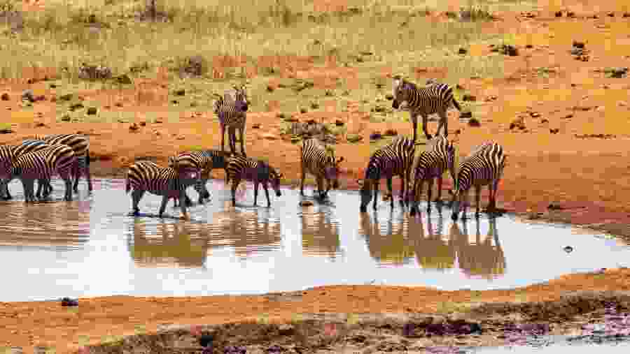 Game drive scenes in Tsavo West National Park