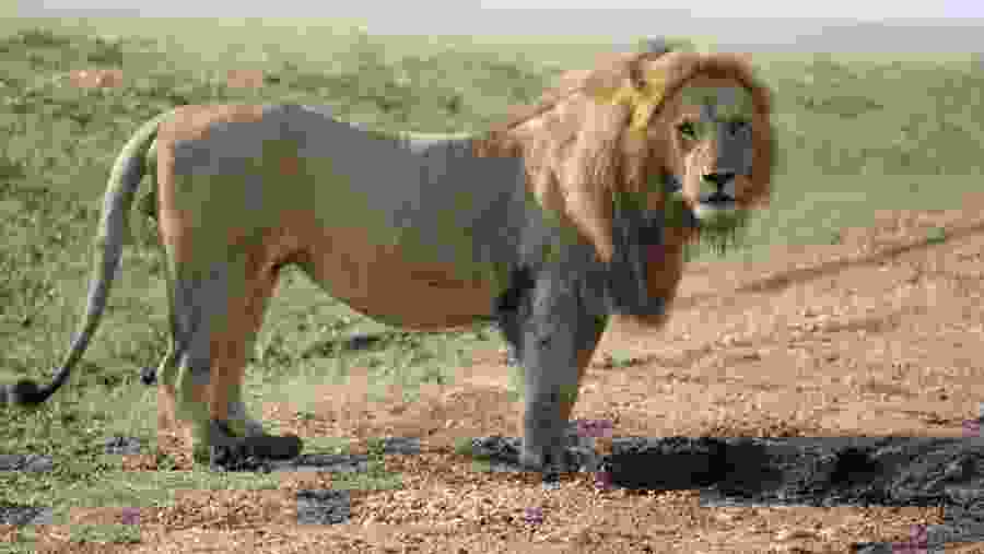 Lions seen on safari in Kenya