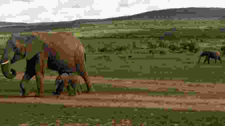 Elephants at Amboseli National Park