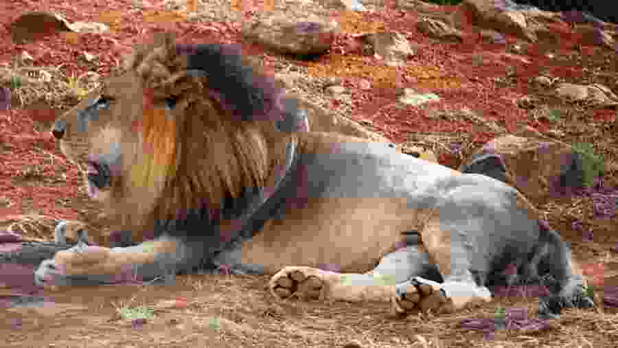 Spot the Ferocious Lion in Masai Mara