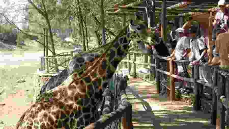 Masai Giraffe