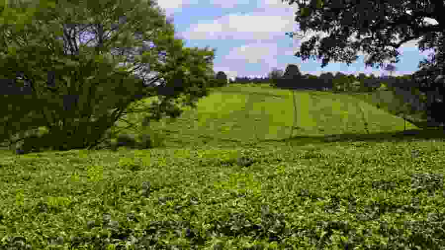 Kiambethu Tea Farm