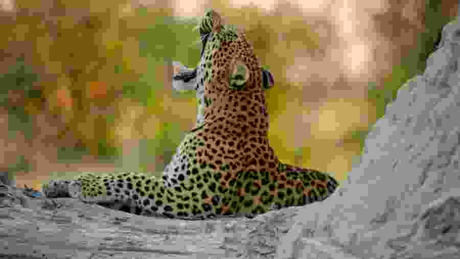 Yala National Park Safari