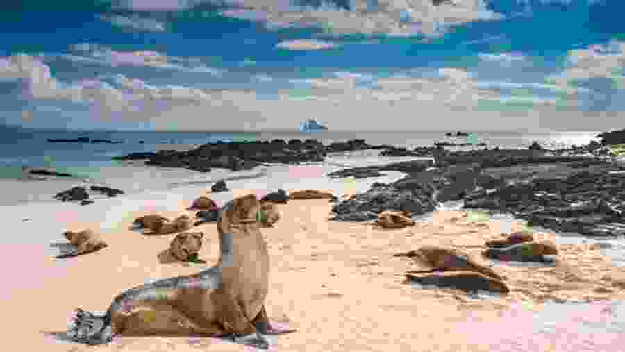 Galapagos Islands