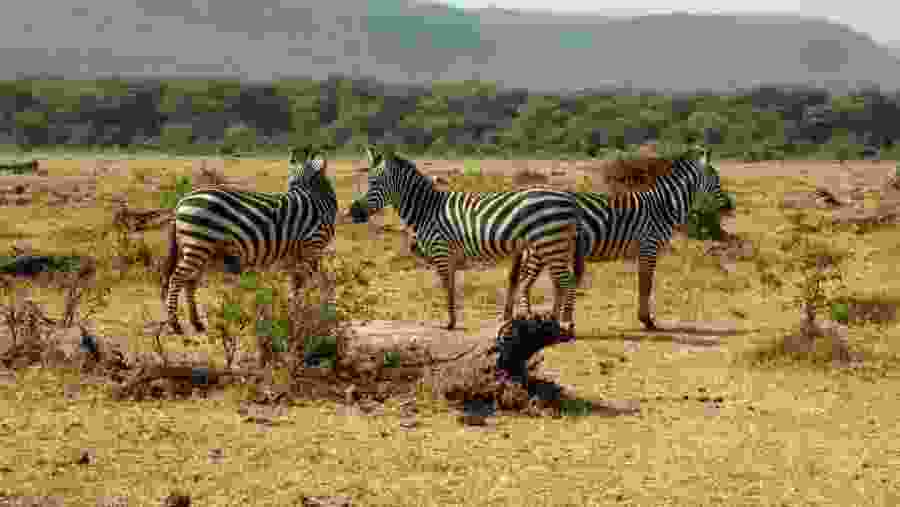 Zebras in Lake Manyara