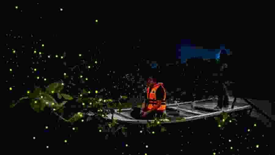 Enjoy a Firefly Boating Experience in Kuala Selangor