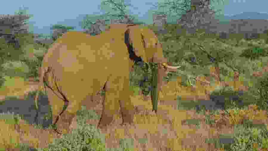 Witness the African wildlife