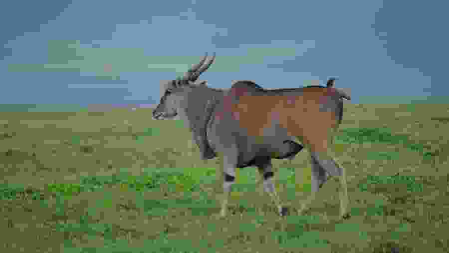 A Giant Eland At Ngorongoro Crater