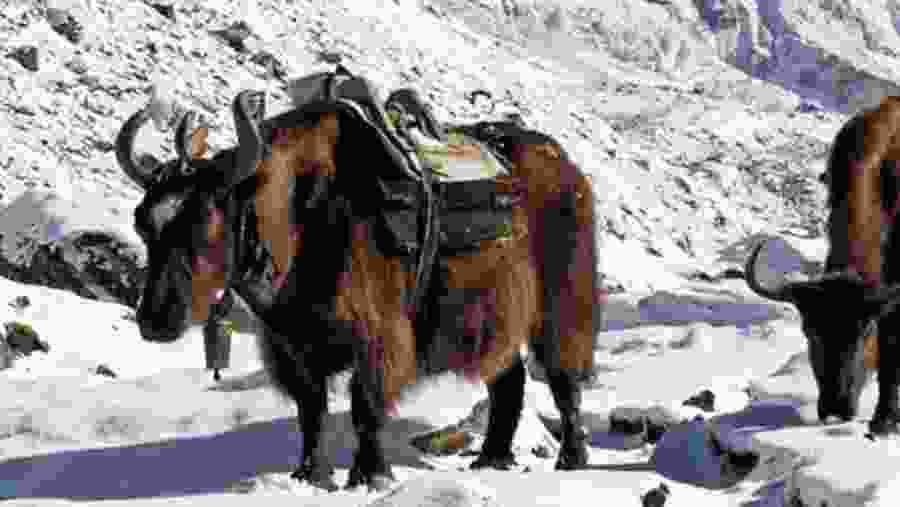 Yak in Pheriche, Nepal