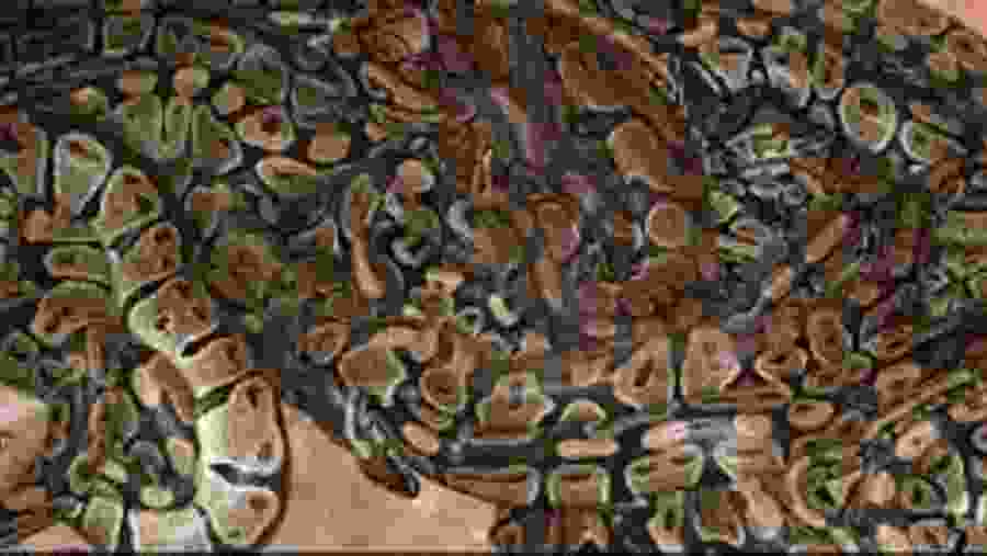Pythons in the Python Temple