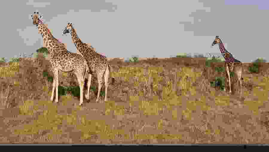 Giraffes in Lake Nakuru National Park