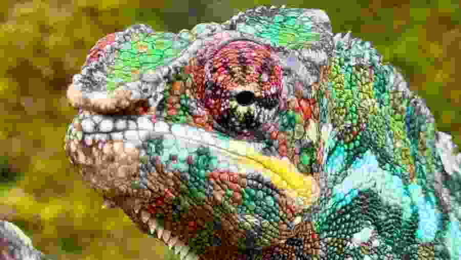 Panther chameleon