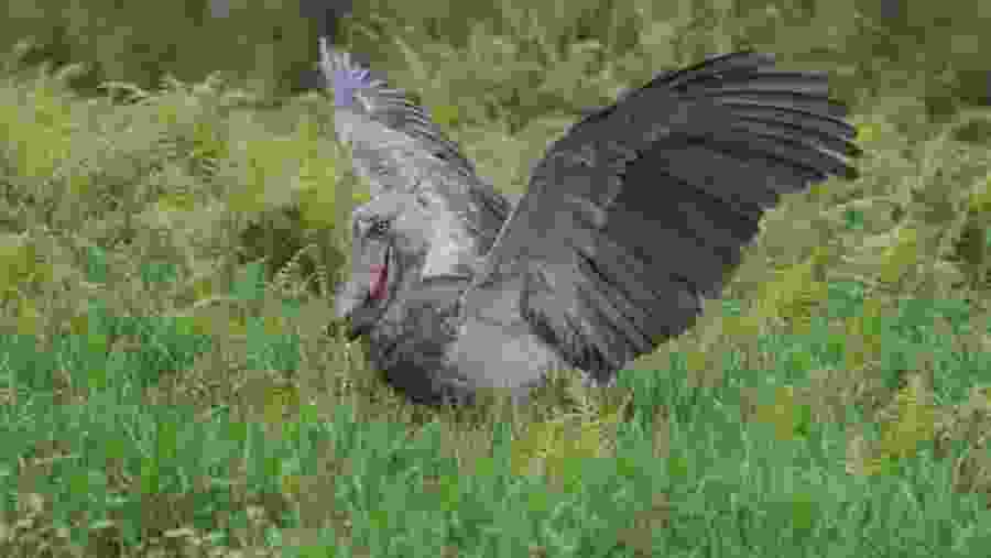 Shoebill Stork in Mabamba Bay