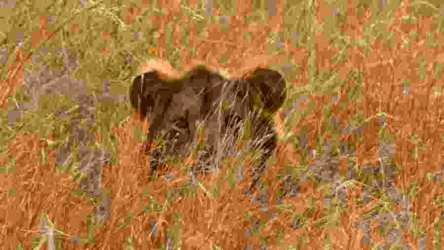 Queen Elizabeth National Park