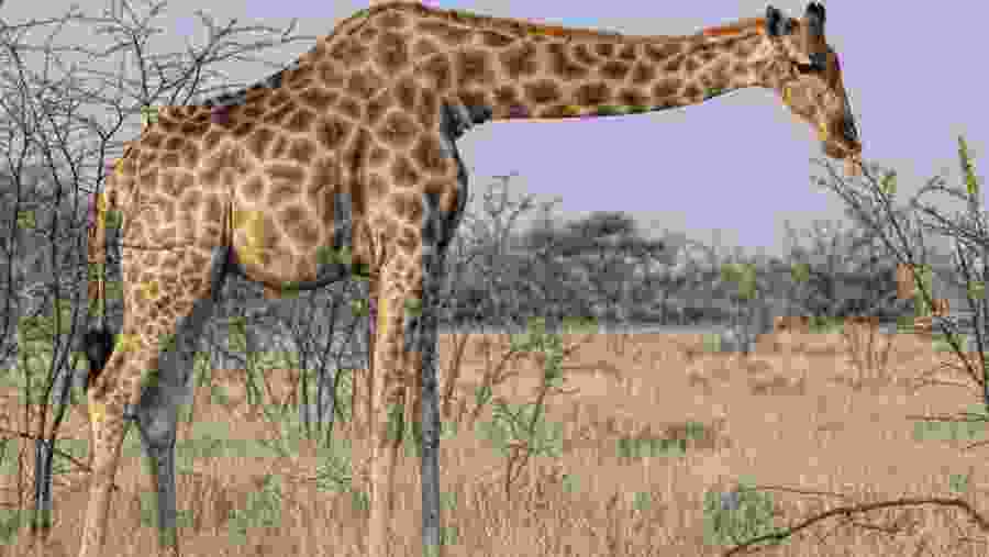 Witness towering giraffes