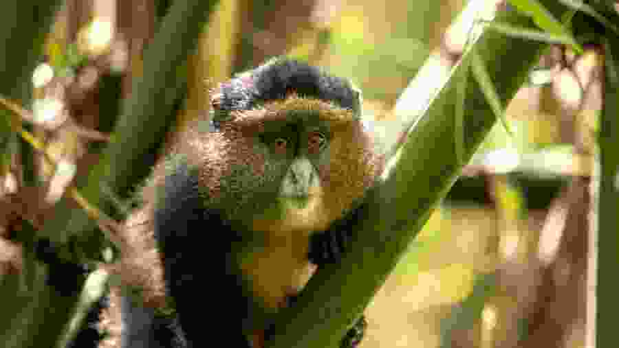 Golden Monkey at Kibale Forest