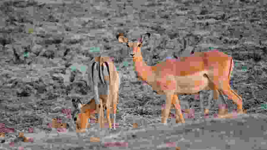Deer