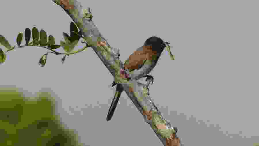 Nile Bird Life
