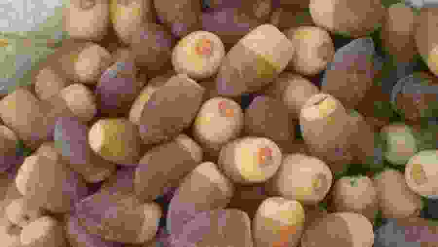 The Pride of Iraq, Dates