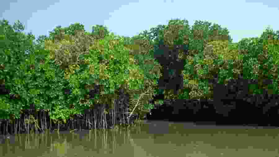 Discover The Sunderbans