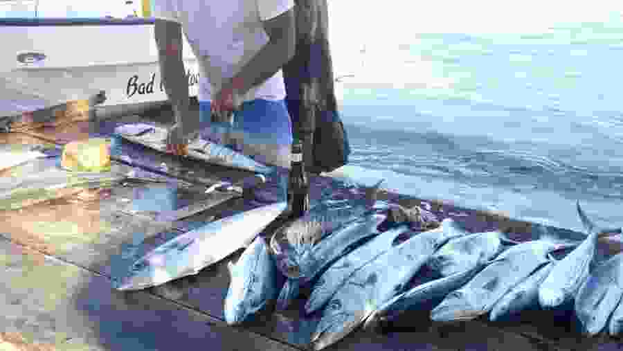 prepping the catch