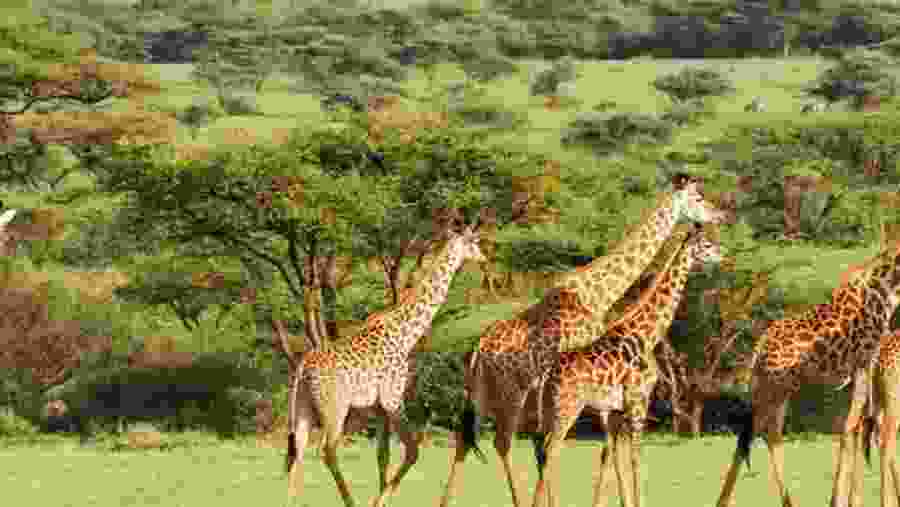 Masai Giraffe