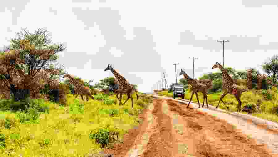 Come across giraffes