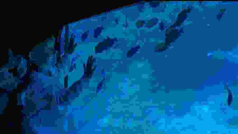 Travelers observing the aquatic life of Sharm el-Sheik