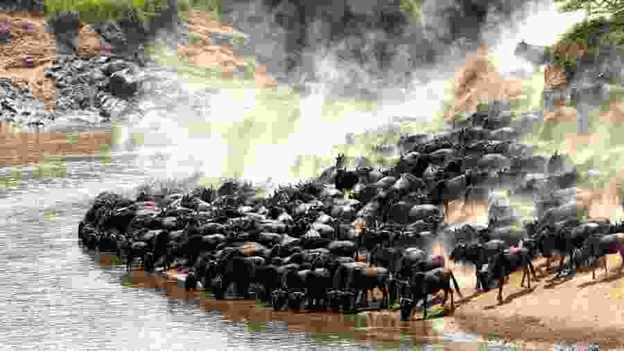 wildebeest migration
