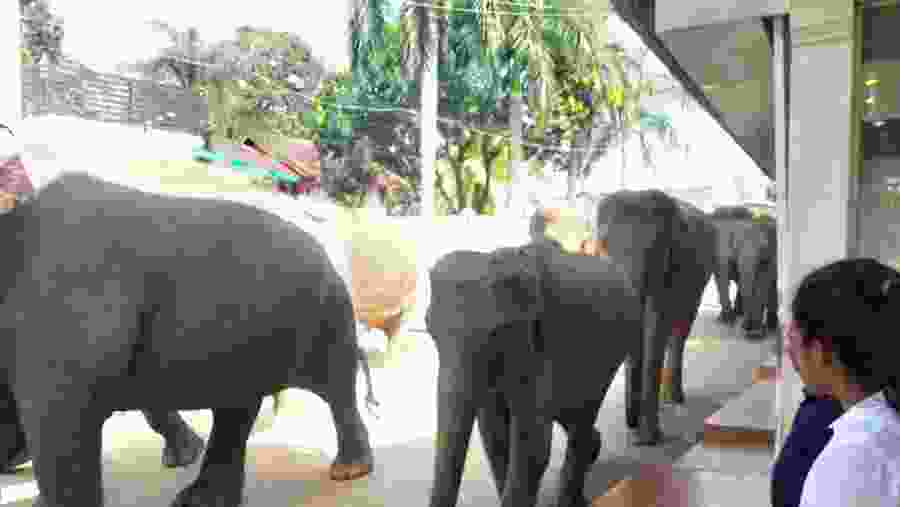 Elephant Observation