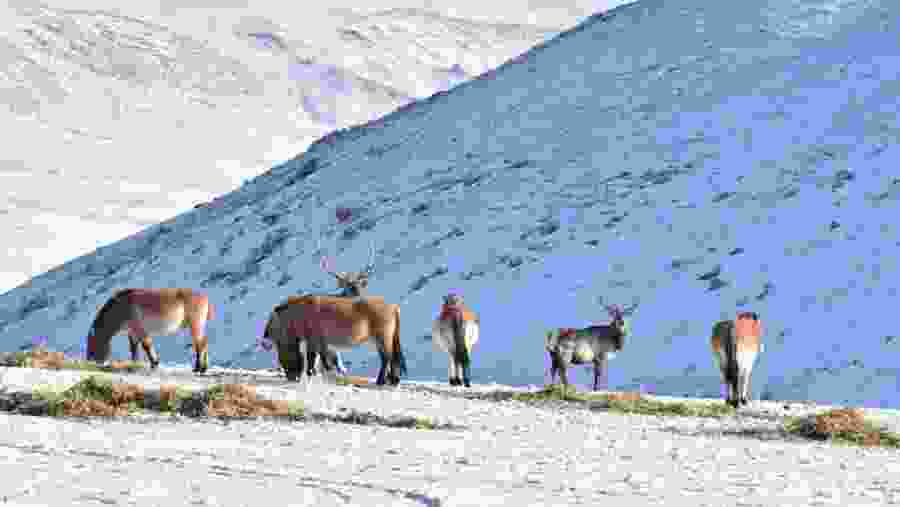 Takhi wild horses and deers in Hustai National Park
