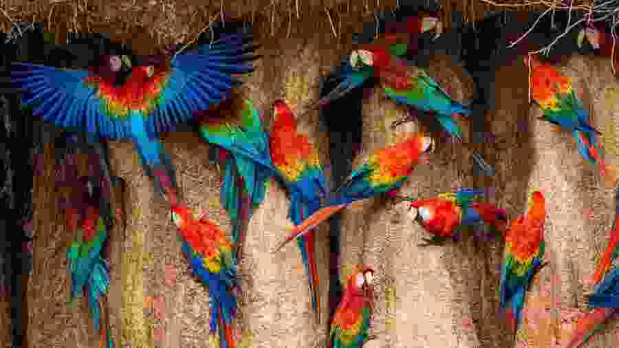 Tambopata Chuncho Macaw Clay Lick