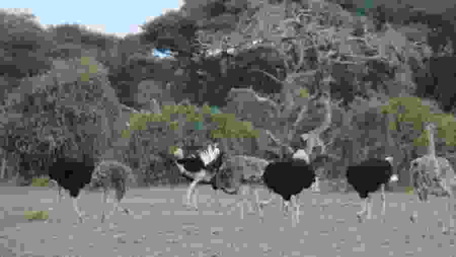 Tsavo East National Park