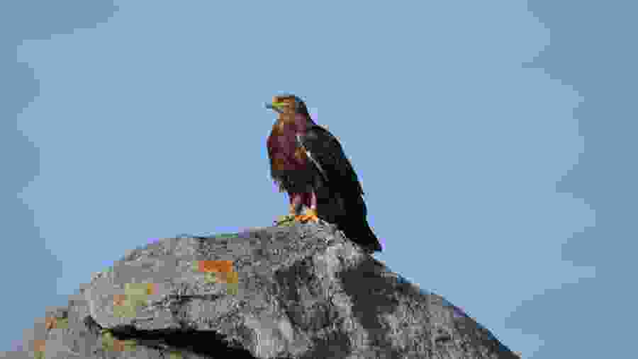 Birds at Tarangire Park