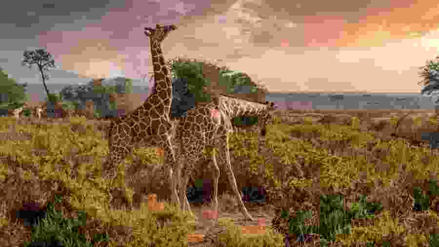 Spot towering giraffes in Arusha