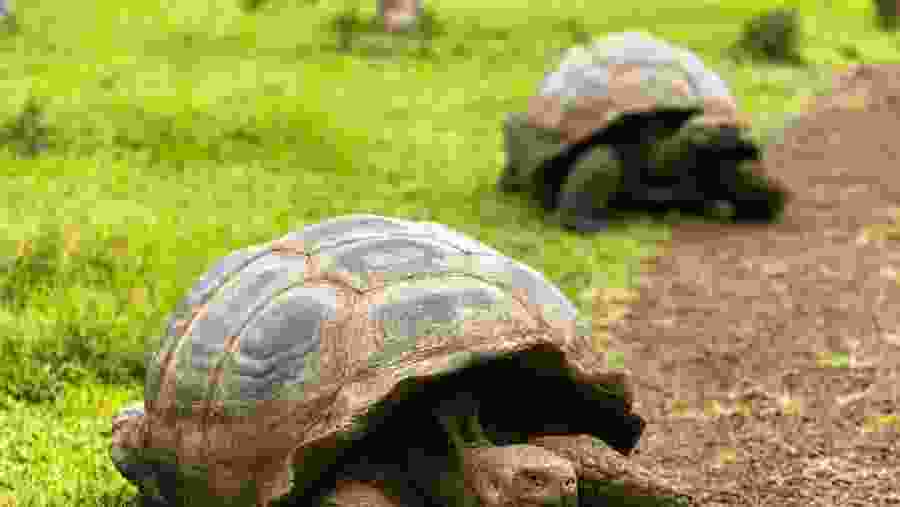 Galapagos Giant Tortoise