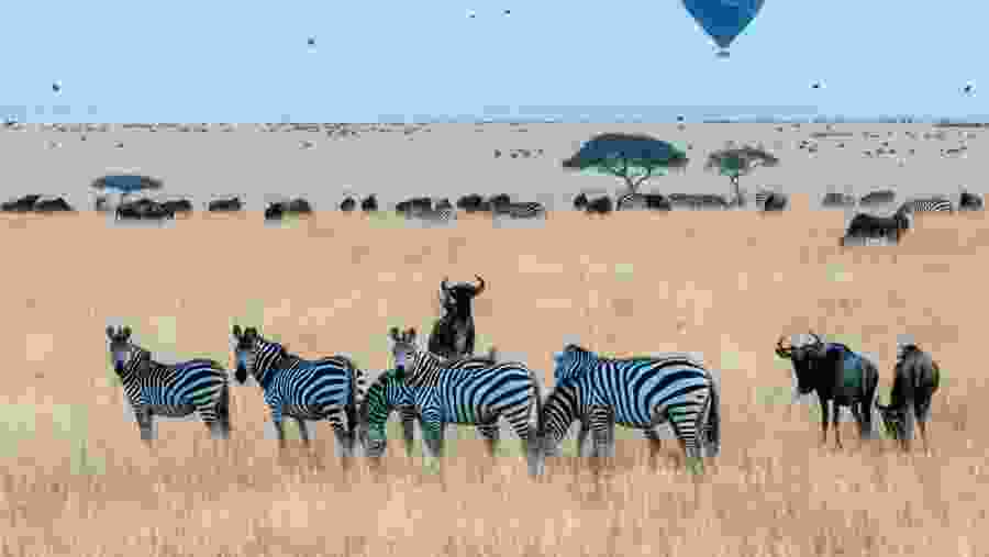 See Zebras and Wildebeests in Masai Mara
