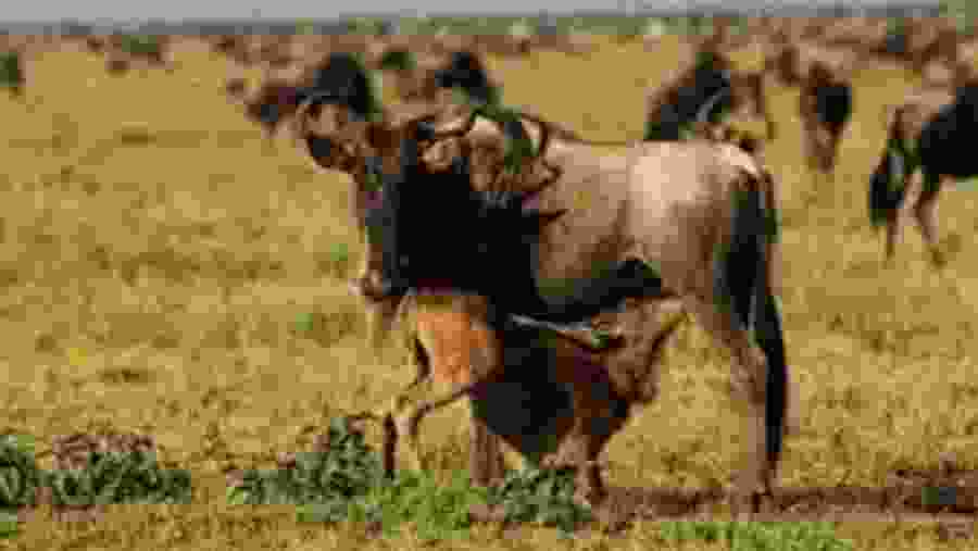 Spot the native wildlife at Ndutu region